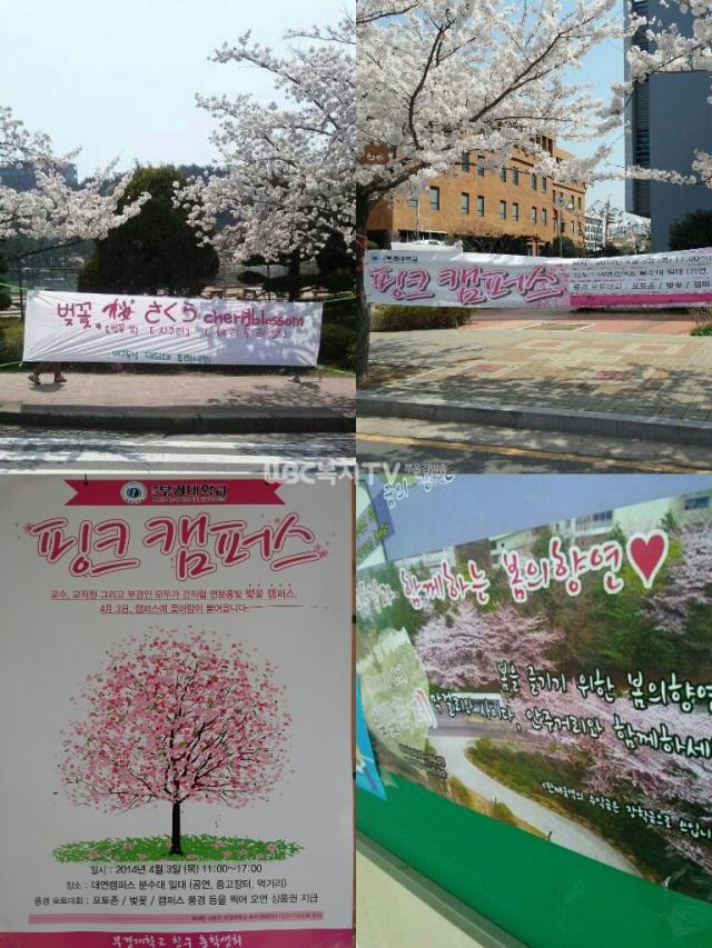대학별 벚꽃축제를 홍보하는 포스터와 현수막(좌측 상단부터 시계방향으로 신라대, 부경대, 동의대, 부경대)