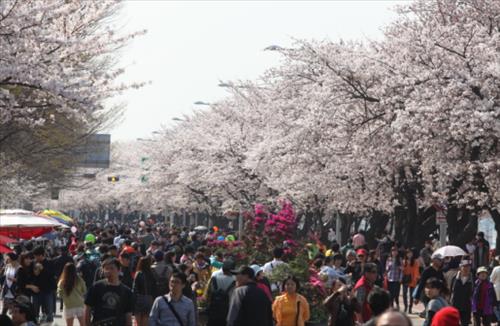 지난해 봄꽃축제현장, 영등포구 제공