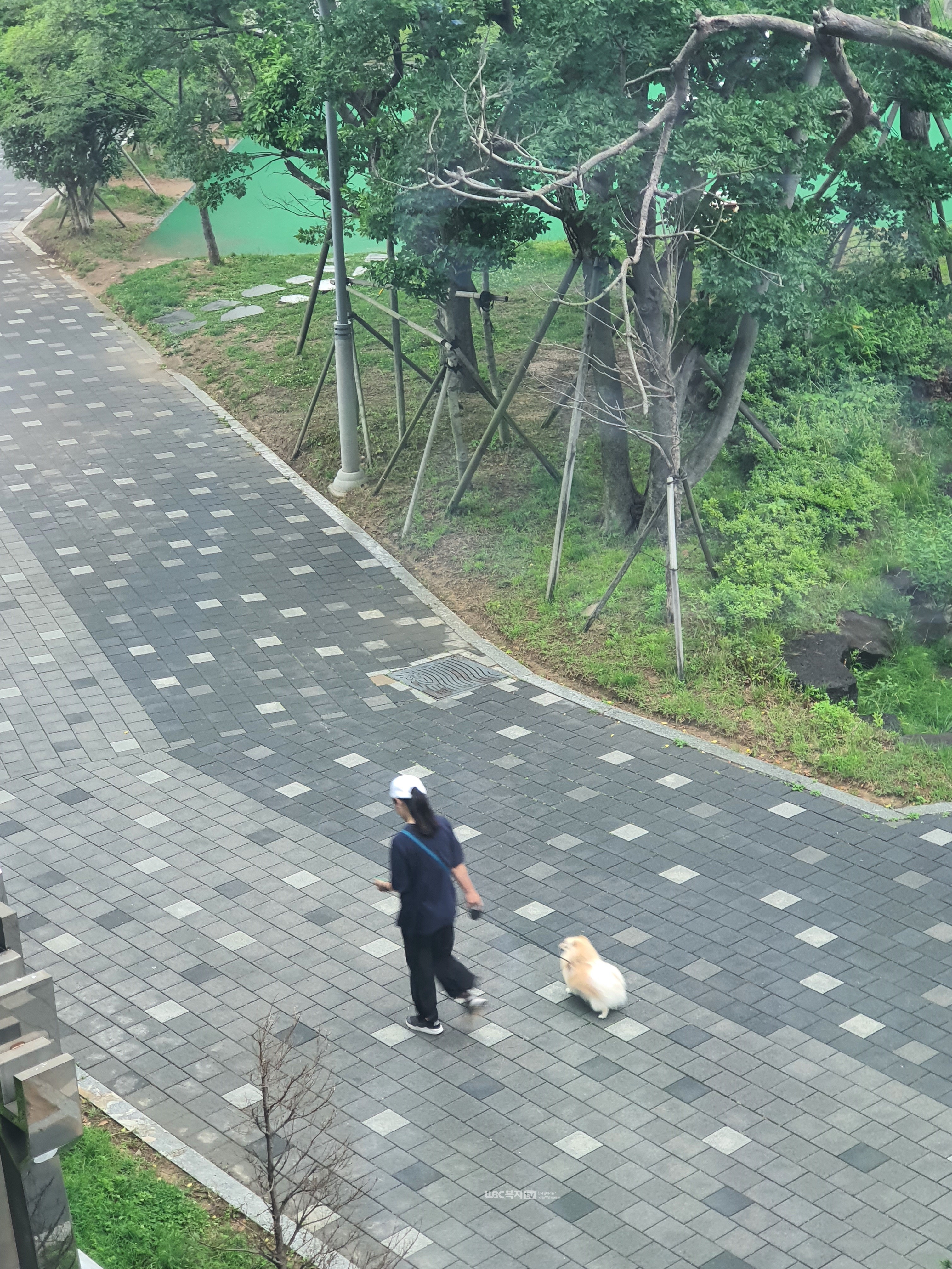 ▲ 산책로에서 개를 산책시키는 모습