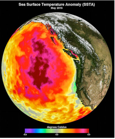 ▲ <2015년 5월의 월 평균 해수면 온도를 보여주는 이미지. 온도에 따라 색깔별로 빨강, 분홍, 노랑색으로 표시돼 있고, 가장 온난한 곳은 평균보다 섭씨 3도 이상 높다.>