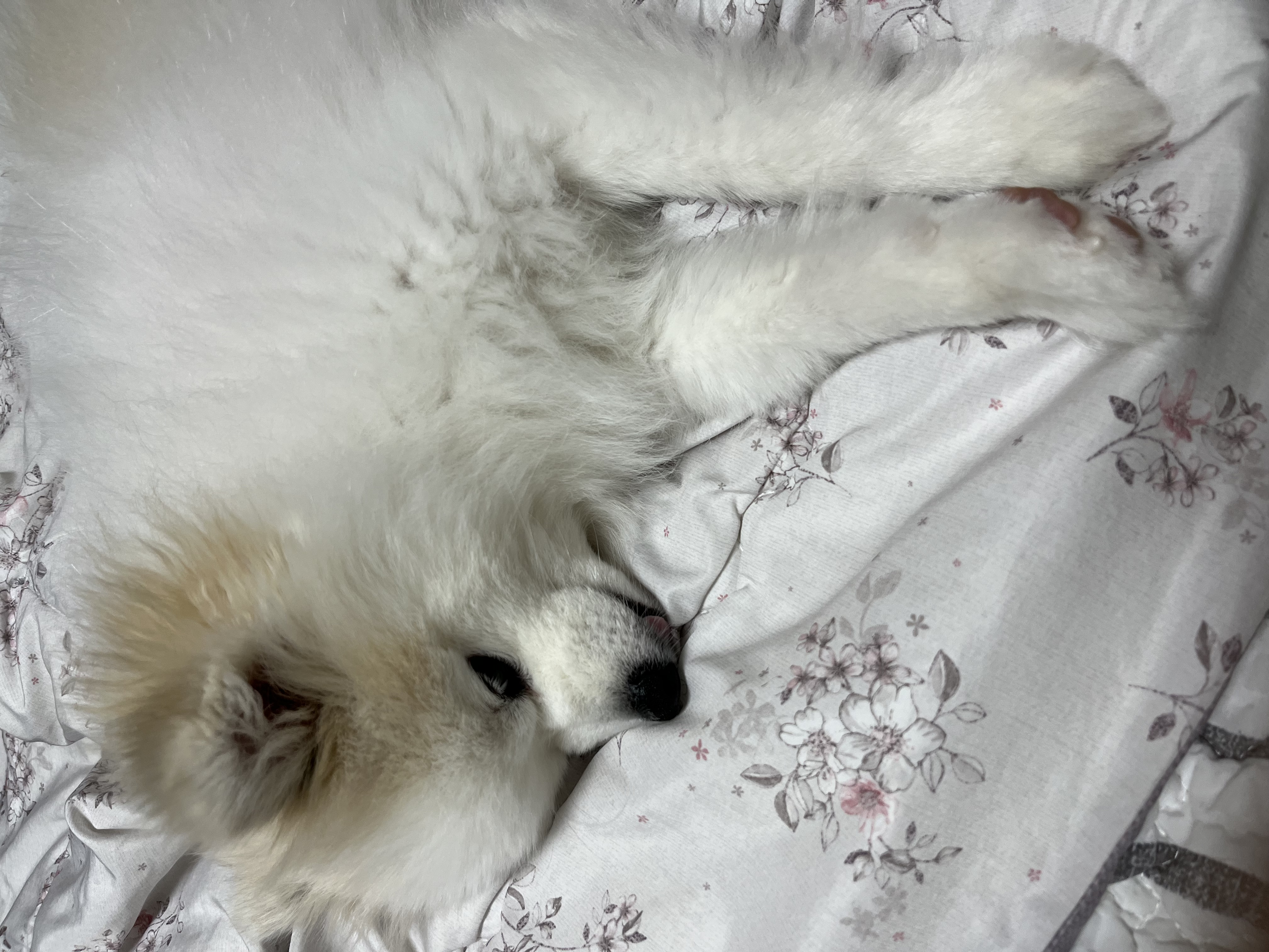▲ 잠에 들려는 강아지의 모습