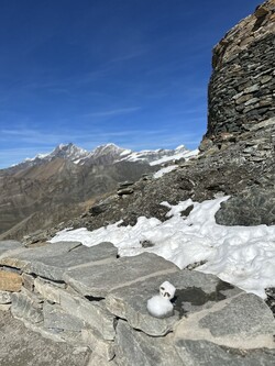 제가 재방문을 기도하며 만든 눈사람