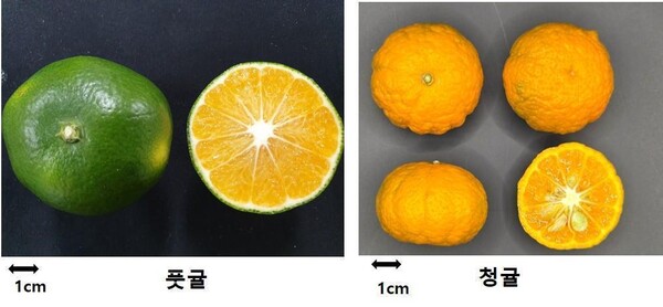 자료=농촌진흥청 제공