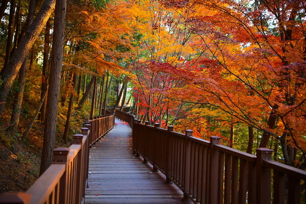 진양호 노을길 준공 무장애 데크로드’포함, 2159m 환상코스 조성 (사진:진양호 공원사무소제공)
